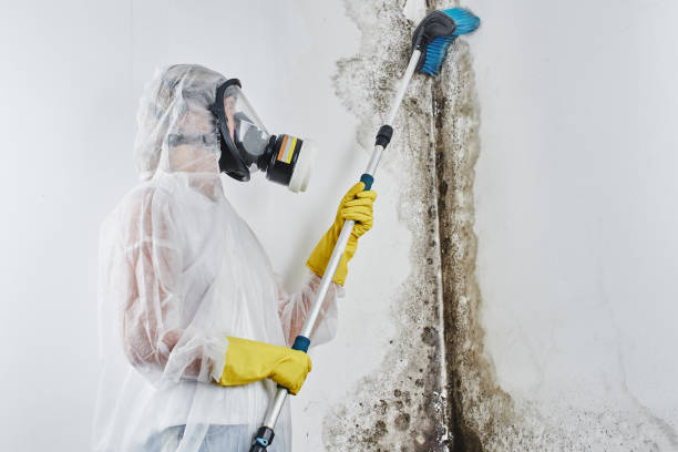 Trusted Williston Park, NY Mold Remediation Experts
