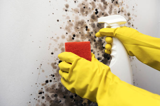 Best HVAC Mold Remediation in Williston Park, NY